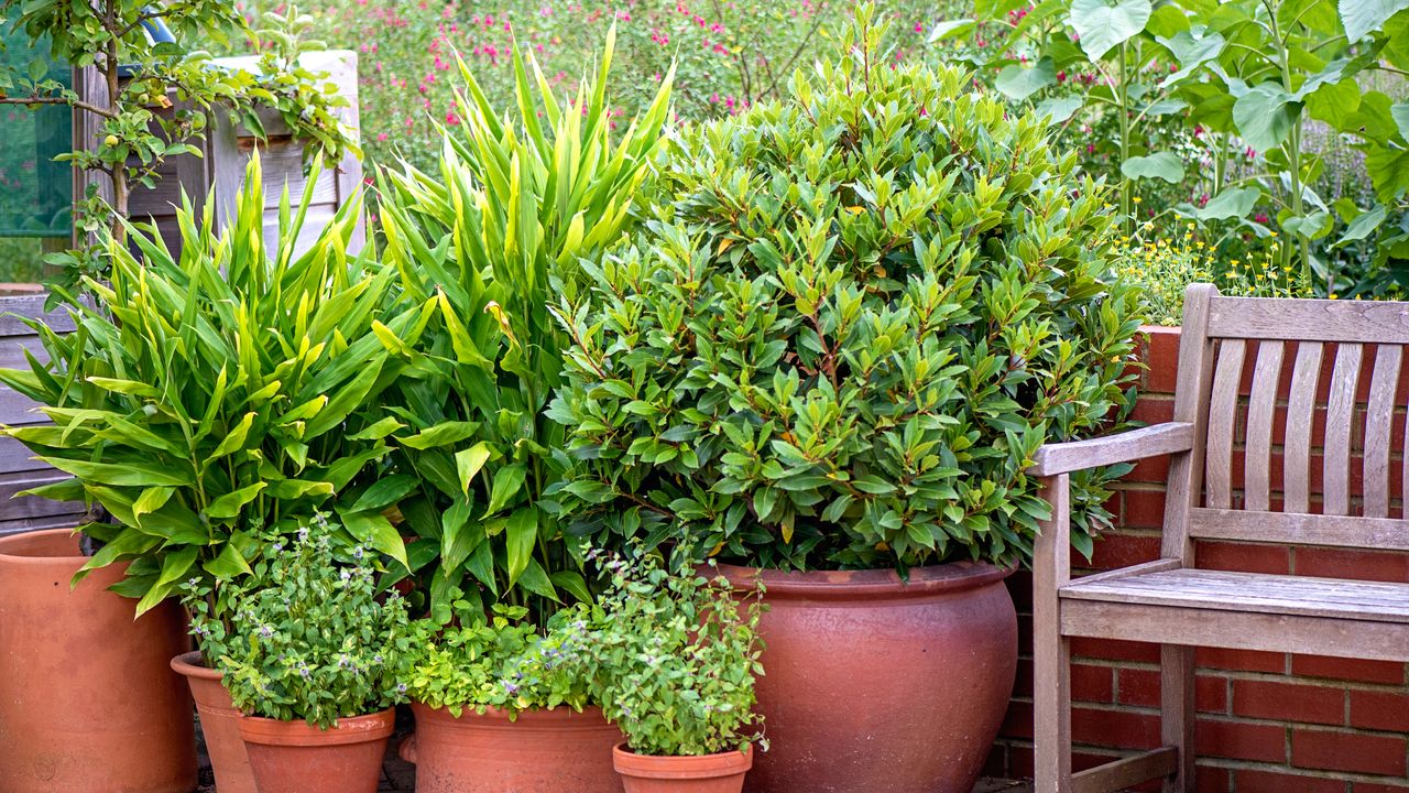 Vegetable garden with wooden bench and terracotta plant pots with herbs 