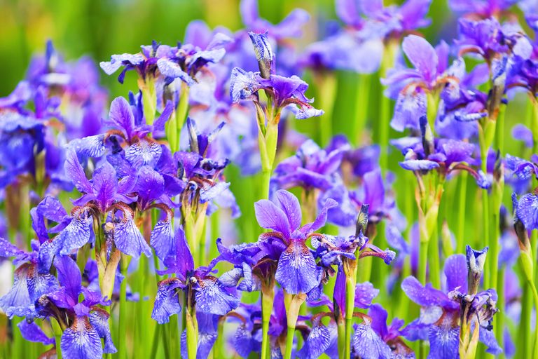 Purple Flowering Garden Plants 11 Best Buys For Your Borders