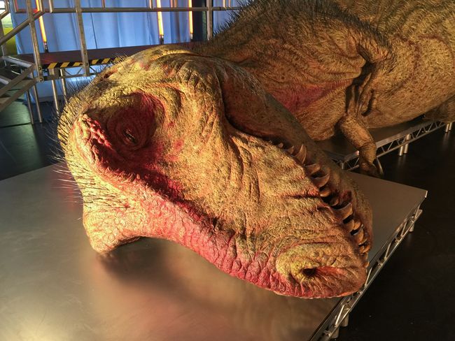 Gory Guts: Photos Of A T. Rex Autopsy | Live Science