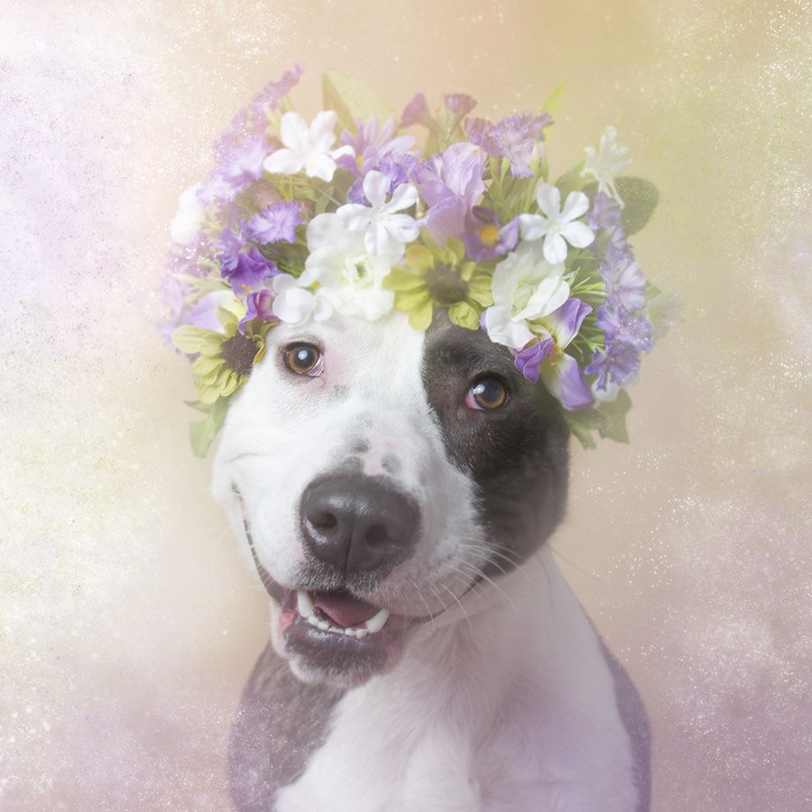 Flower Puppy Power