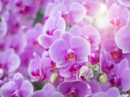 Blooming Purple Orchids