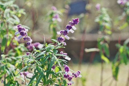 Mexican Bush Sage