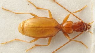 A dead beetle specimen