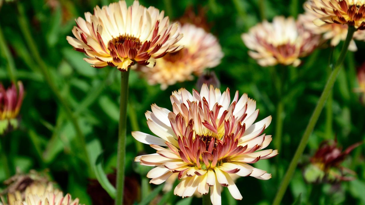 Calendula varieties range from the brilliant orange to the apricot, red-tipped flowers of Calendula Sunset Buff