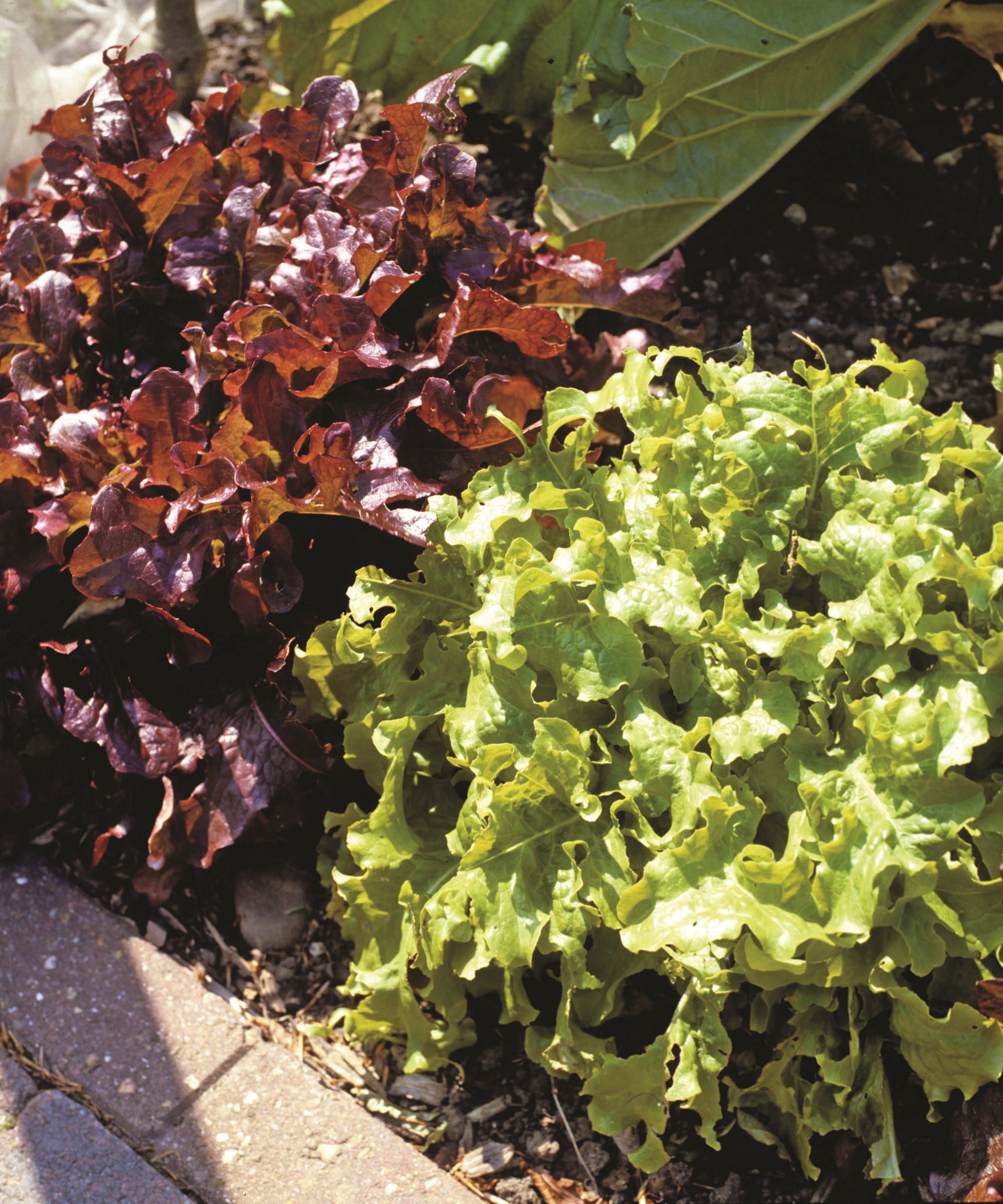 Red and green salad bowl lettuce plants