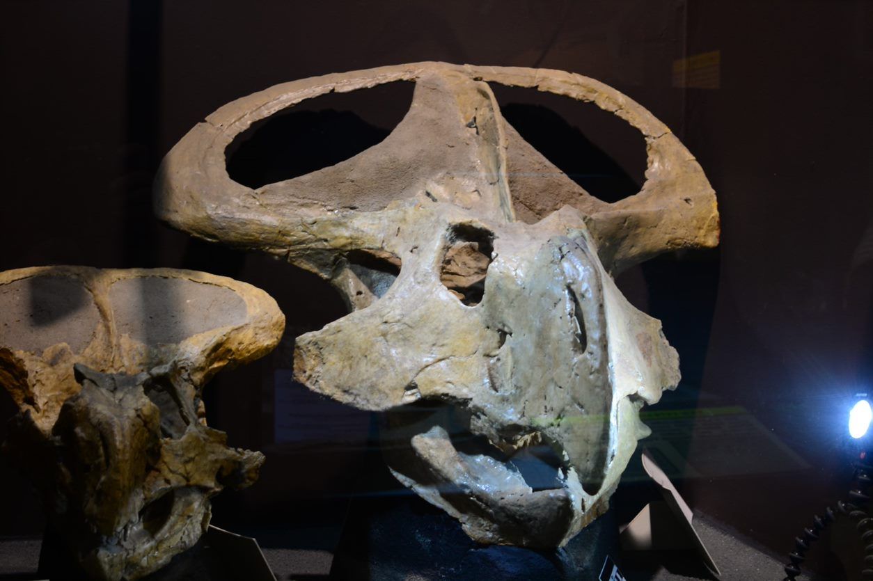 A protoceratops skull with its elaborate frill.