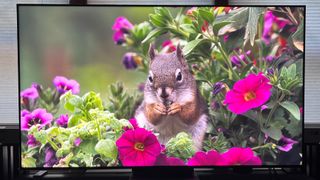 TCL QM8 showing image of squirrel with flowers