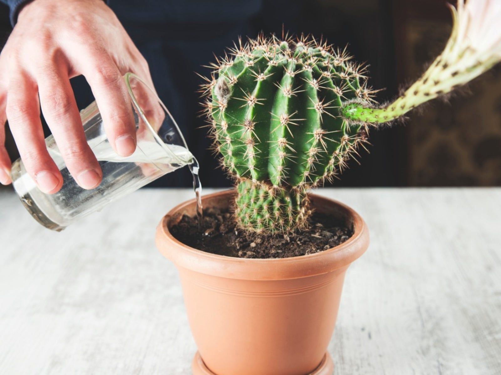 Cactus Plant Watering - How To Water A Cactus Inside And Outdoors |  Gardening Know How