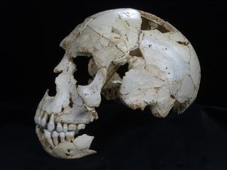 A hominin skull, dubbed Skull 9, discovered in the Sima de los Heusos cave in Spain, where thousands of hominin fossils were discovered.