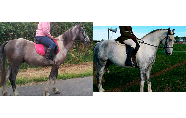 &ldquo;This is my horse Prince. I&rsquo;ve had him for three years having bought him as a five-year-old but then found out he was actually only two-year-old so he was left to mature and then so did his colour! We didnt realise how much he had changed colour until we looked at photos&rdquo; &mdash; Ashleigh Dorgan
