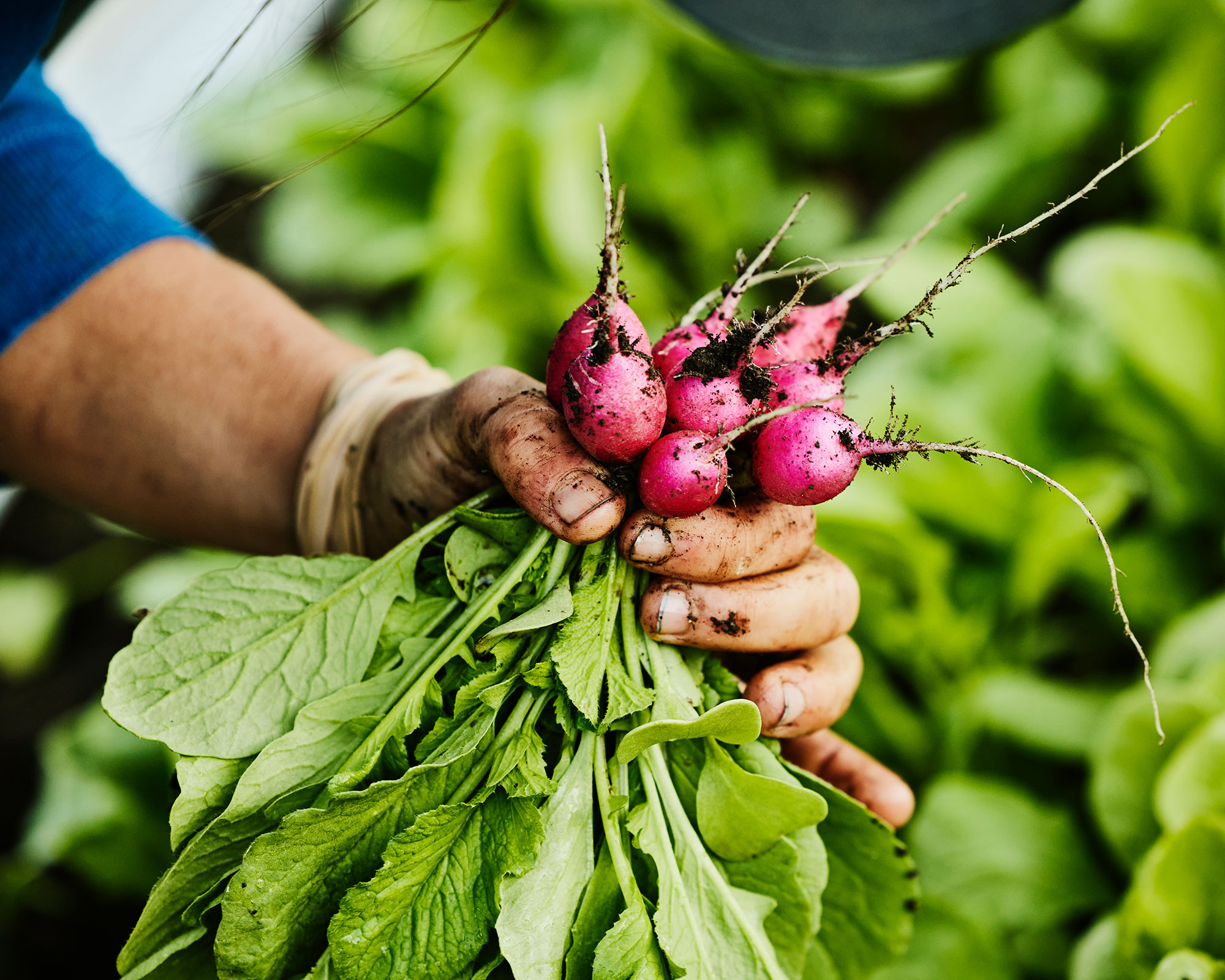 Image of Person harvesting radishes from garden bed