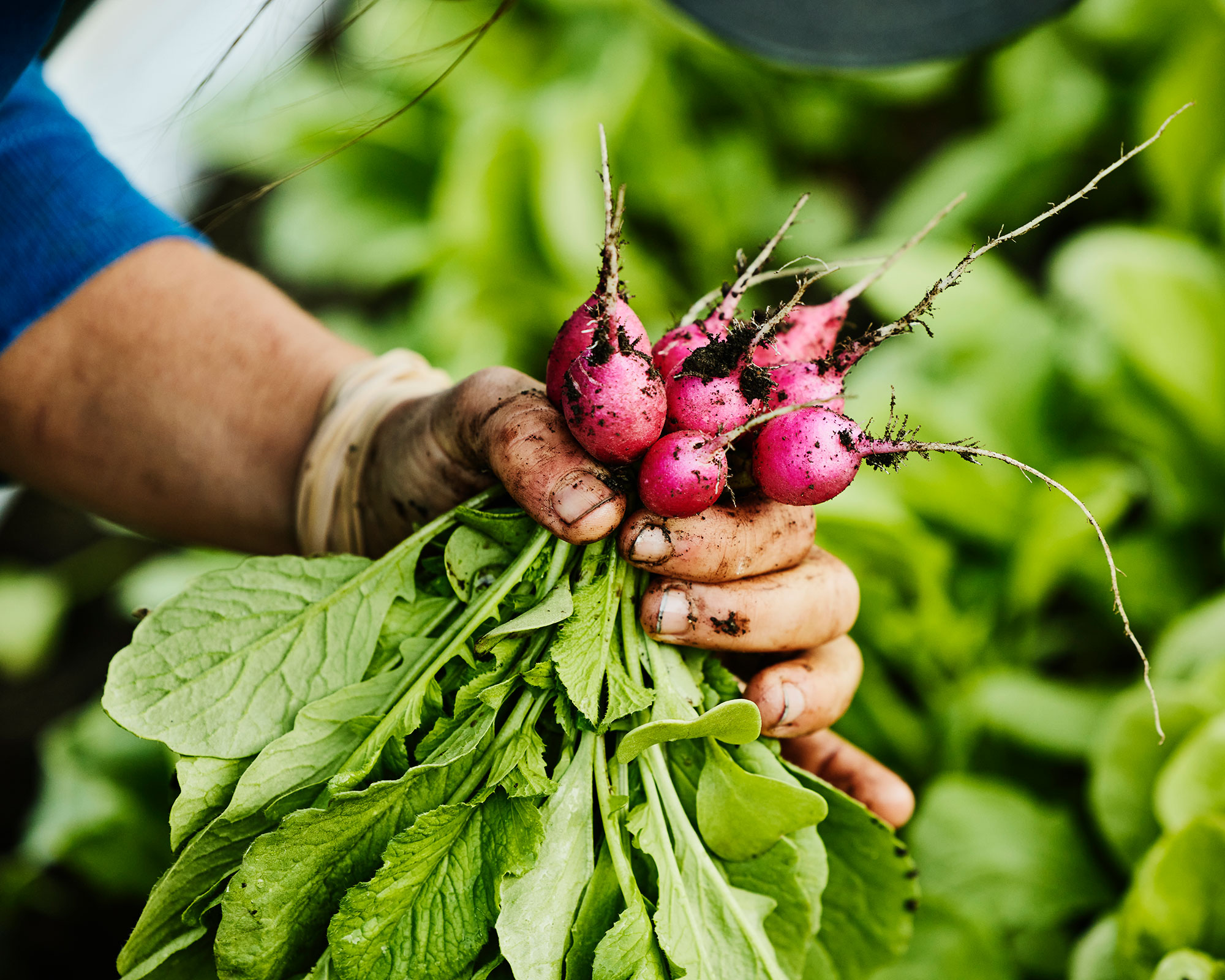 Radishes: Planting, Growing, and Harvesting Radishes