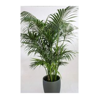 kentia palm plant in pot