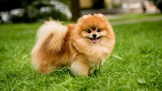 Pomeranian standing outside on the grass