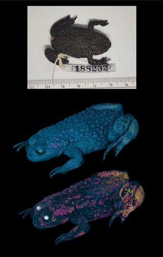 CT scan of an oriental fire-bellied toad, showing mineralization in the skin with specimen photo as top image.