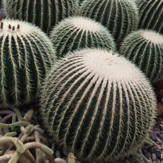 Arizona Barrel Cactus Info: Carin For Arizona Barrel Cacti In