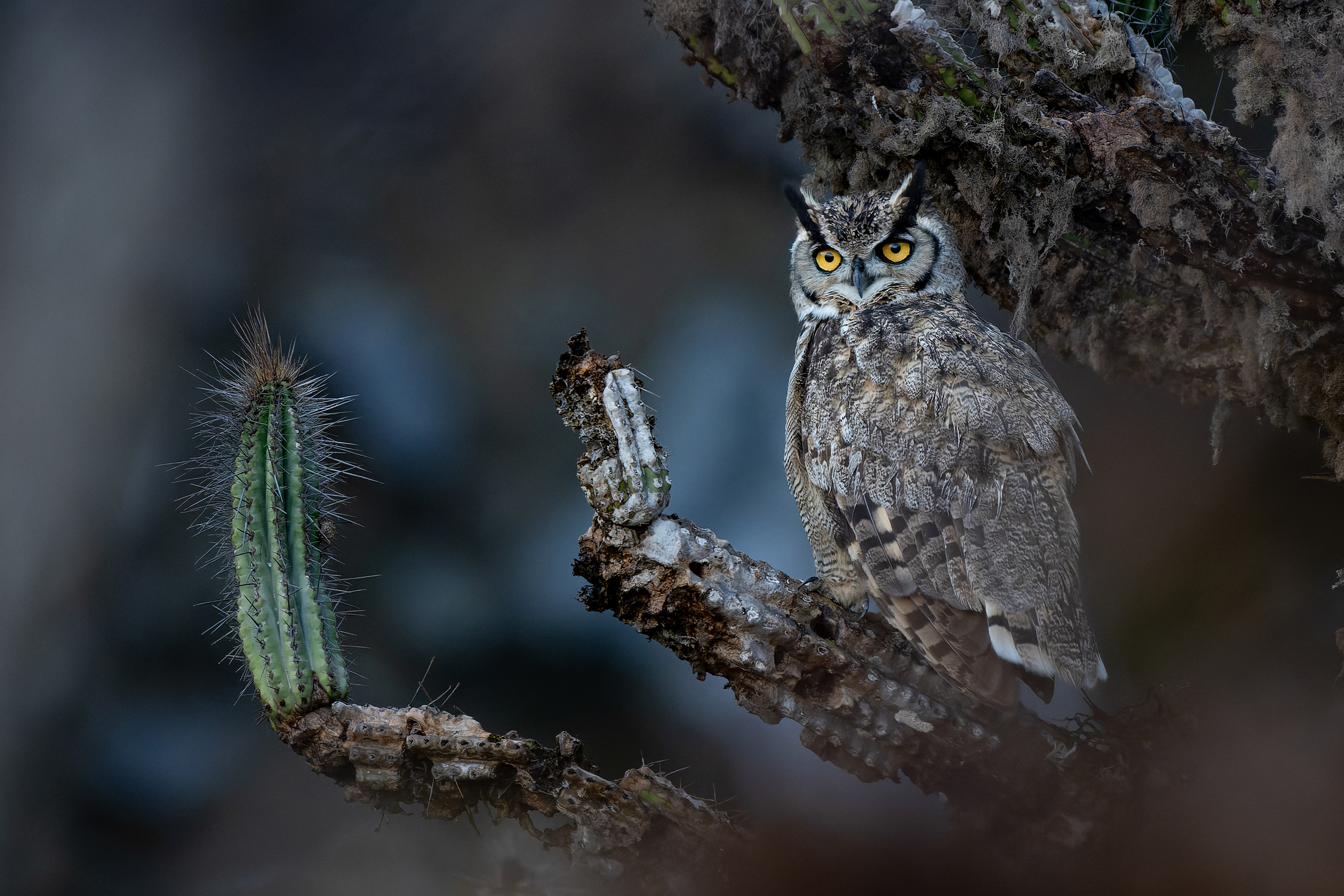 Great horned owl with bright yellow eyes perched on a spiny cactus branch against a blurred dark background