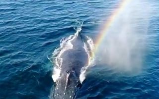 A humpback whale exhales a rainbow near California.