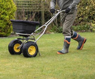 Gardener applying fertilizer to a lawn for winter