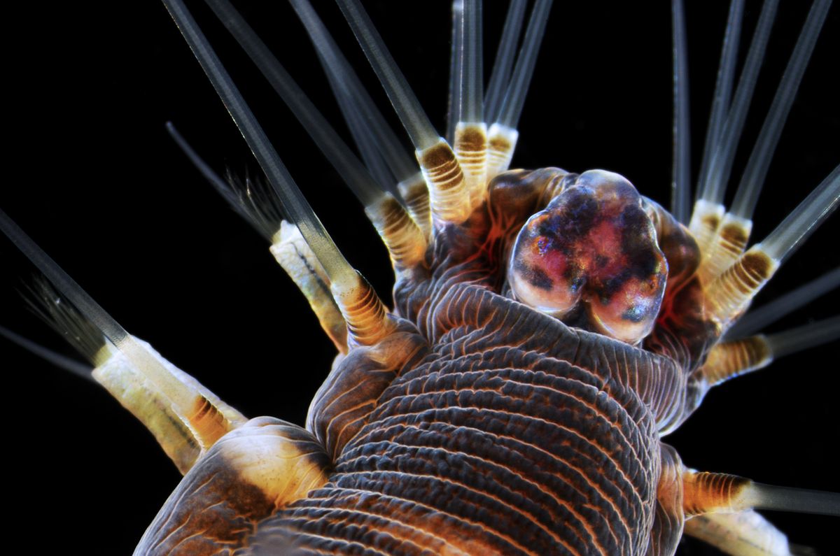 Marine Worm Dark-Field Microscopy