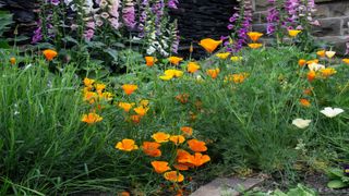 how to grow poppies: Californian poppies