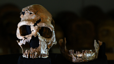 The picture shows the rebuilt skull of a 75,000-year-old Neanderthal woman.