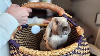 A portrait mode photo of a bunny in a basket taken with a Samsung Galaxy Z Fold 4