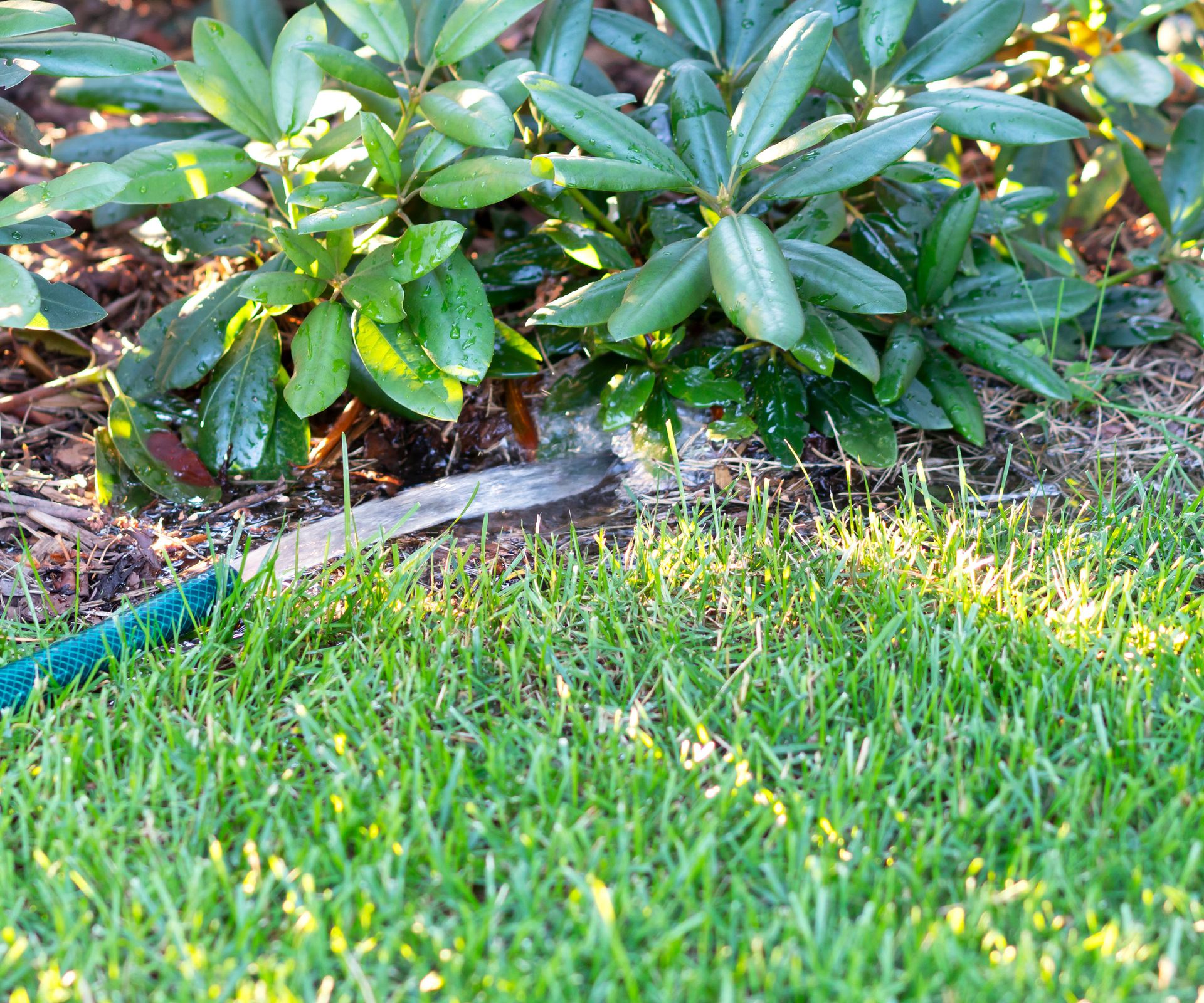 green hose pipe pointing at rhododendron and watering base of shrub