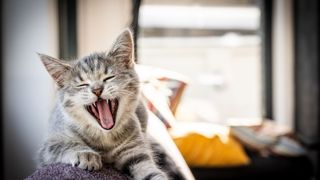 Cat yawning on the sofa