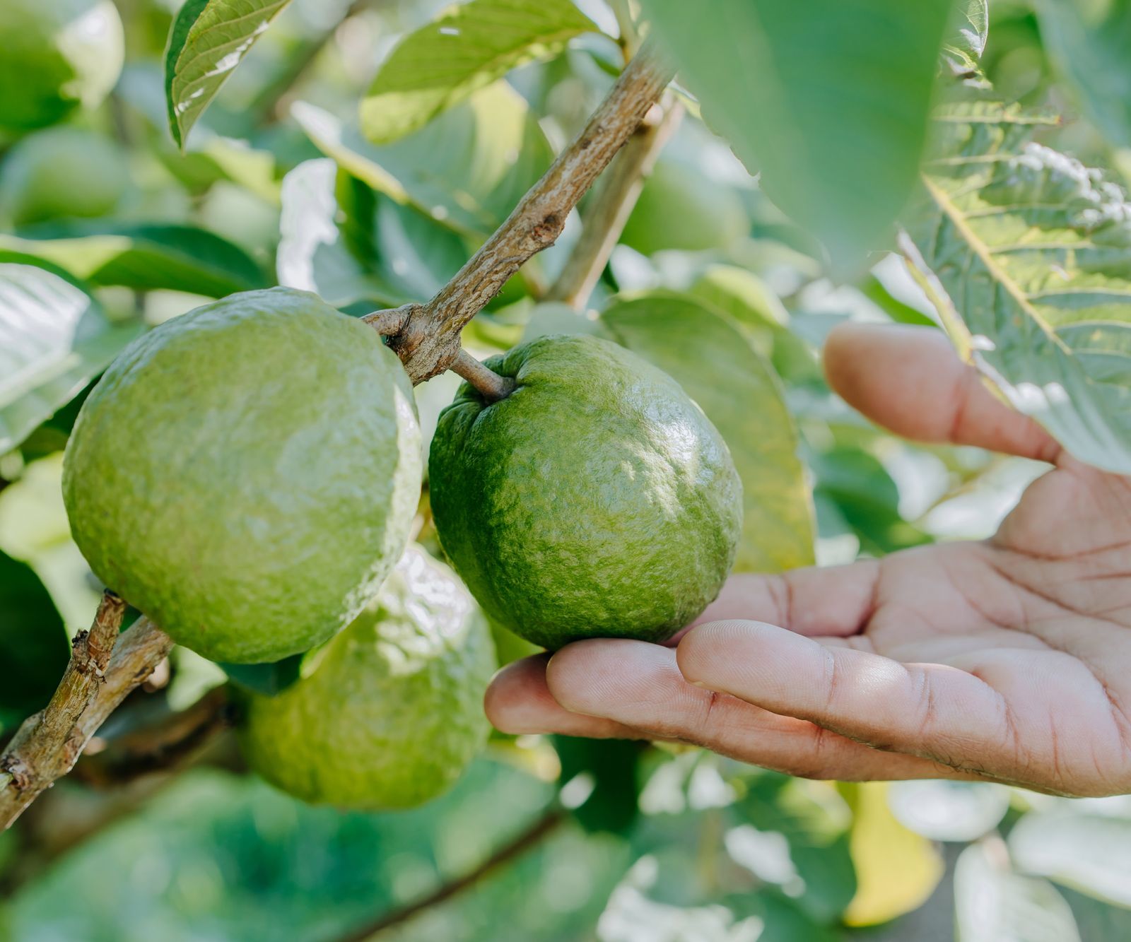 How To Grow Guava Tips From Tropical Fruit Experts Homes And Gardens