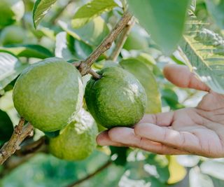 Green guava fruits being checked by hand on a guava tree