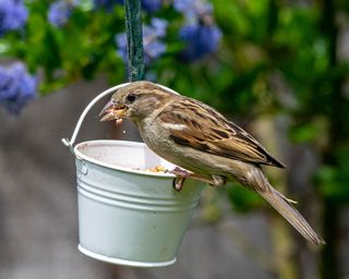 sparrow eating bird food