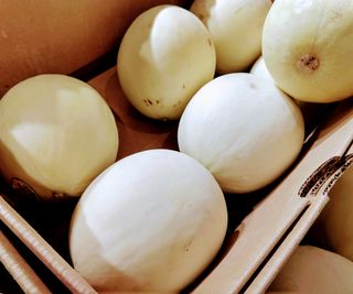 Honeydew melons picked into a box