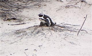 african-penguin-nest-110304-02