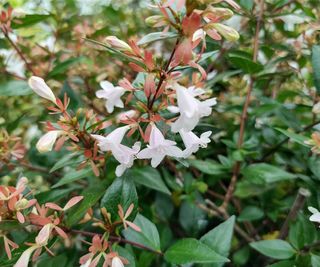 White blooms of an abelia in summer
