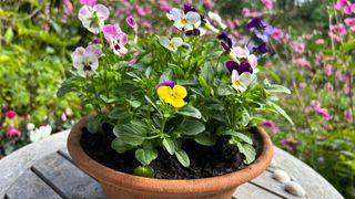 Multi coloured viola Sorbet mixed in a wide terracotta flower pot.