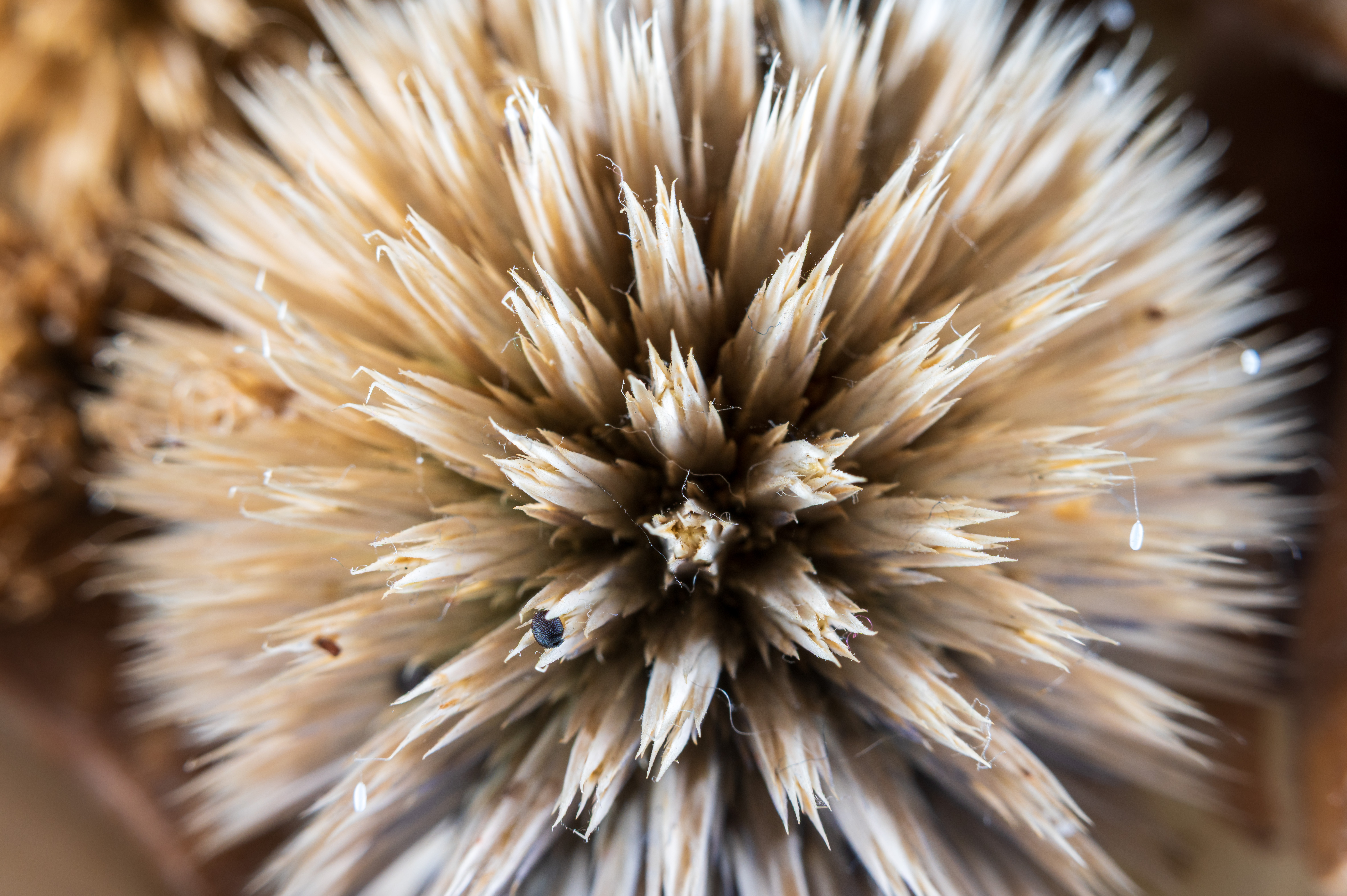 Viltrox DG AF Macro Extension Tube Ring example shot
