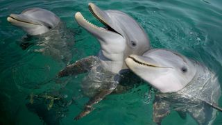 Bottlenose dolphins are very vocal.