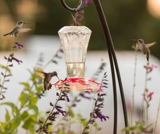hummingbirds around feeder