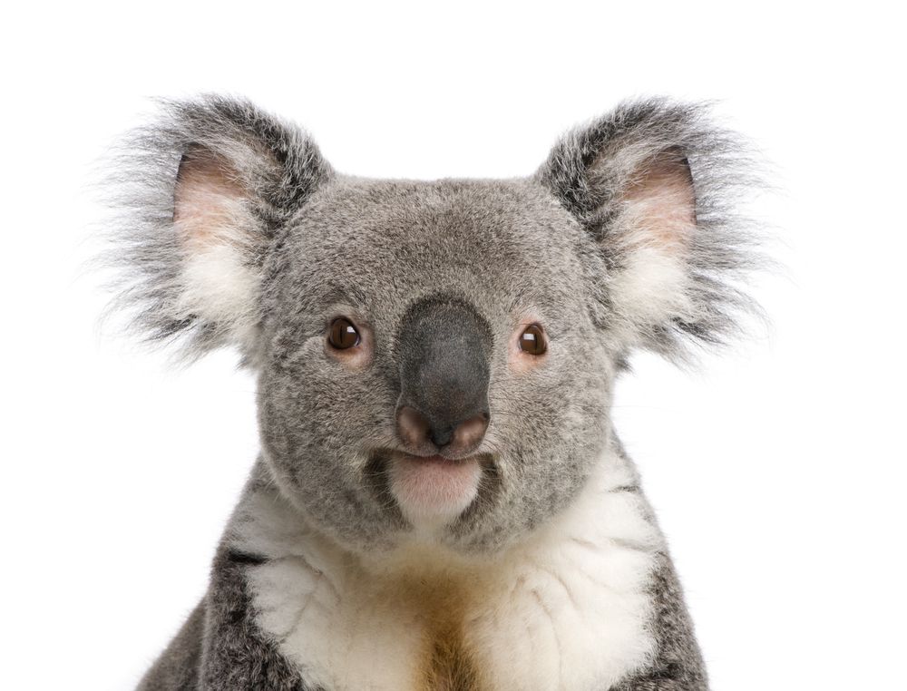 Why Koalas Are Called 'Koala Bears