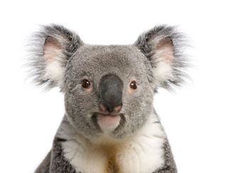 koala face