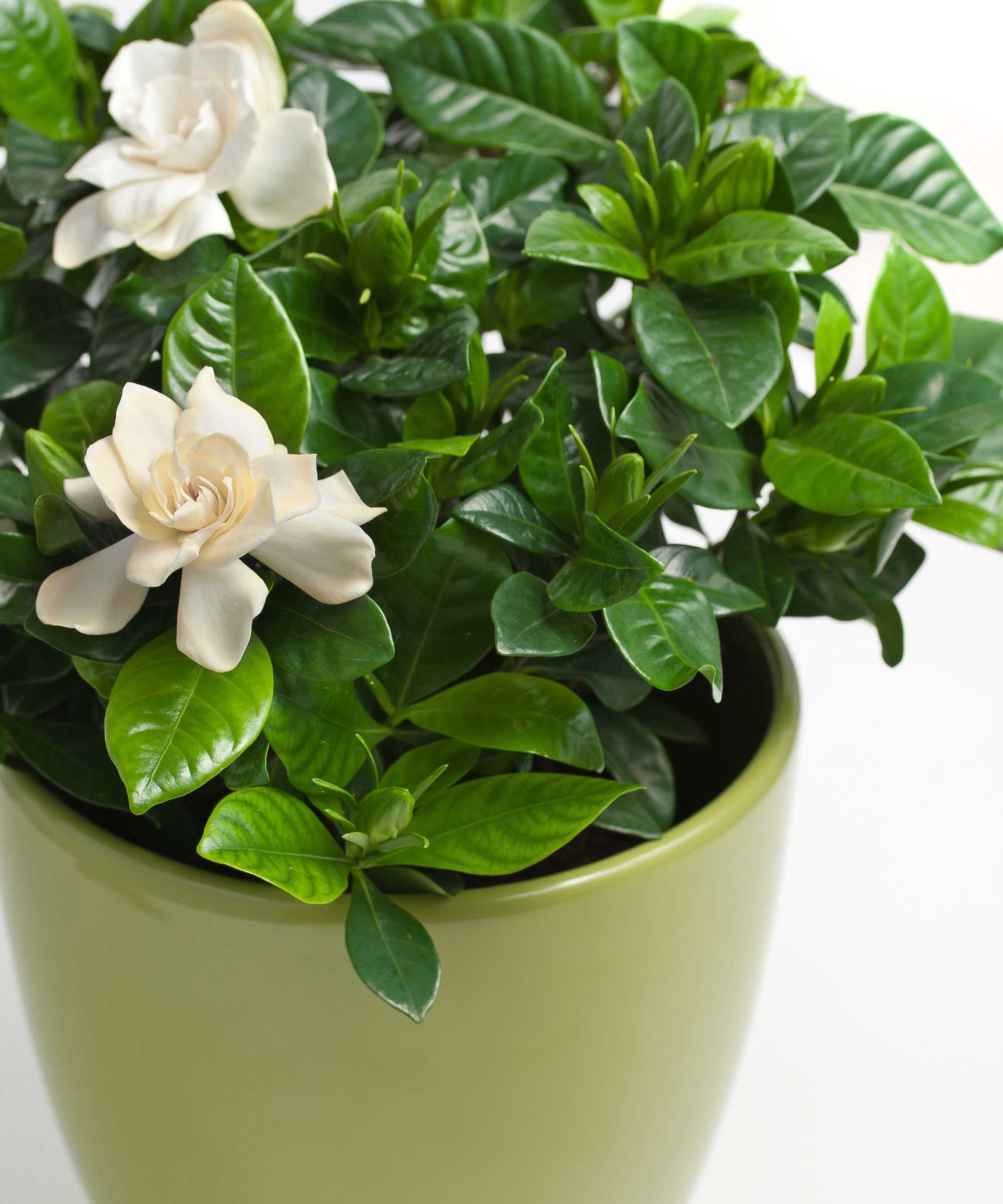 Gardenia care and growing guide tips for these houseplants Gardeningetc