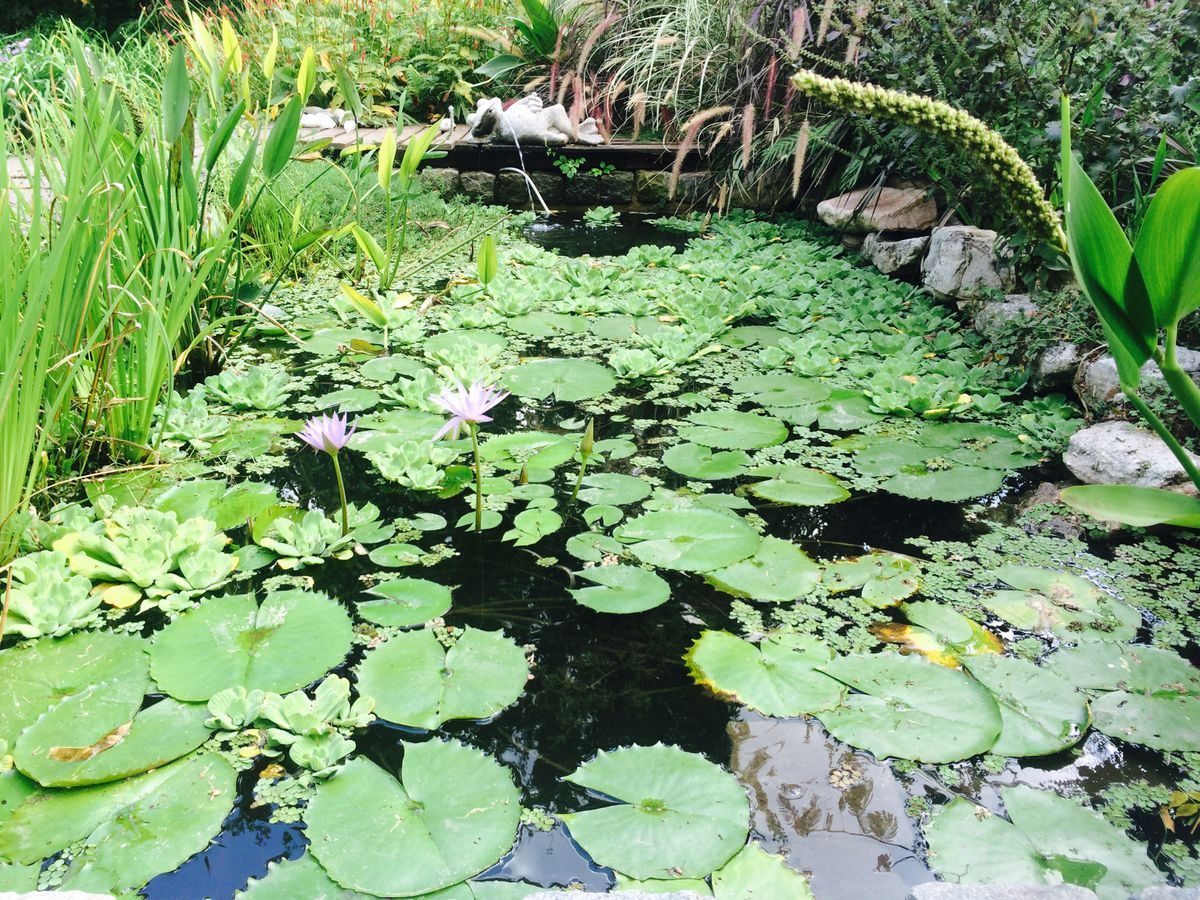 花園池塘：如何建造池塘來吸引野生動物