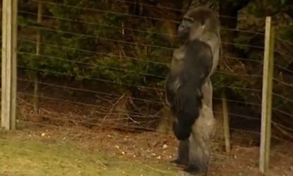 Ambam, the Silverback gorilla, first learned to balance upright and then mastered a human-like gait.