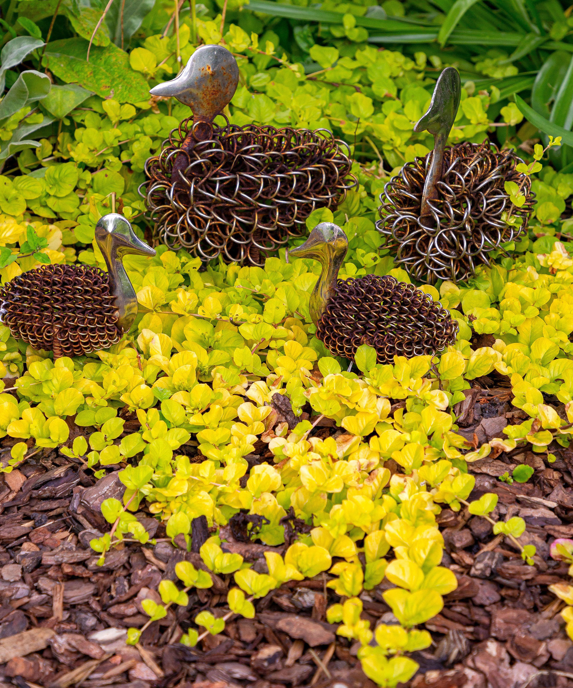 chartreuse foliage of lysimachia plant against brown contrast mulch and ornamental ducks