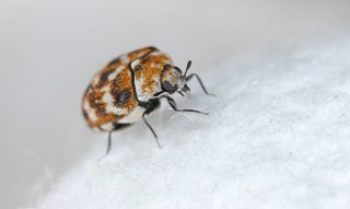Adult carpet beetle on fabric