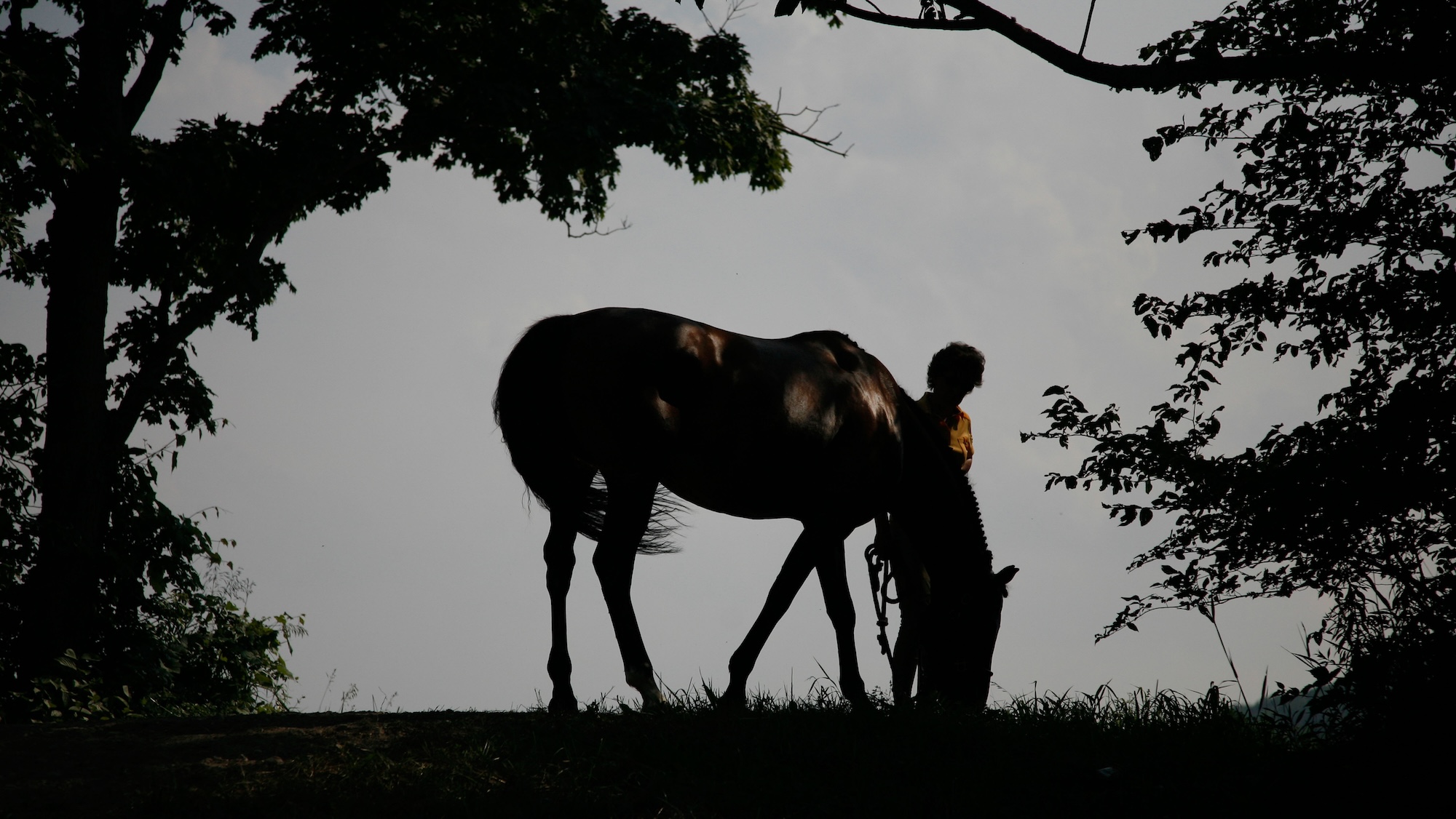A silhouette of a person holding a horse