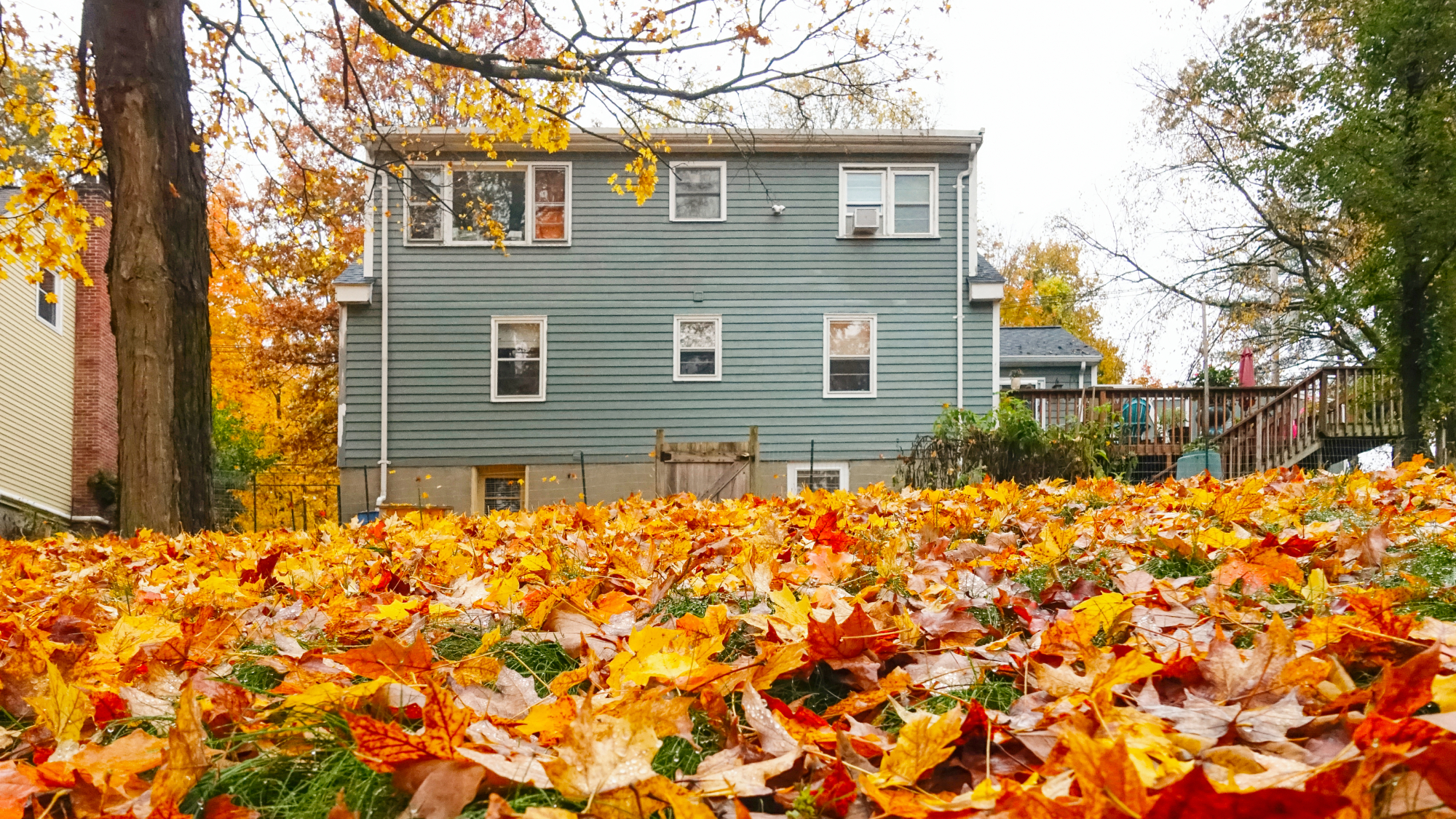 Yard full of leaves in fall