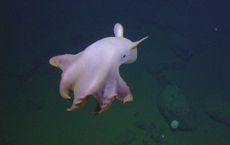 Nautilus mission, Grimpoteuthis octopus