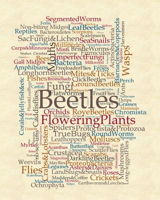 This word cloud represents the number of new species in each category that were officially described in the 2009 report — the larger the word, the greater the number of species in that category.